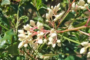 ナンテン・名瀬川