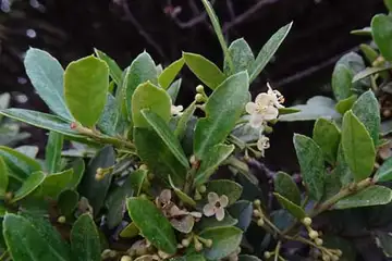 イヌツゲ・阿久和川