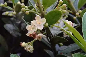 イヌツゲ・阿久和川
