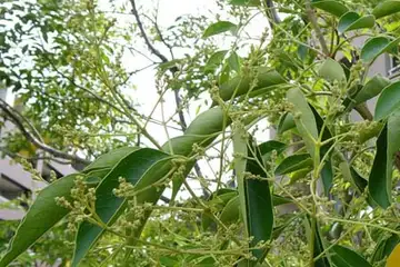 シマトネリコ・阿久和川