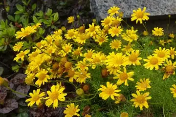 ダールベルグデージー・阿久和川