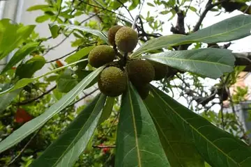 ヤマモモ・阿久和川