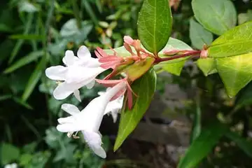 ハナツクバネウツギ・阿久和川