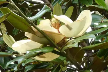 タイサンボク・阿久和川