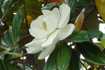 タイサンボク・阿久和川