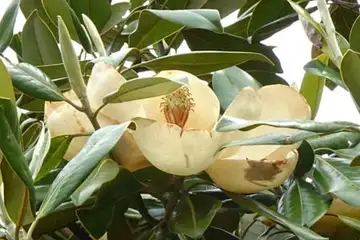タイサンボク・阿久和川