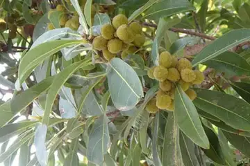 ヤマモモ・阿久和川