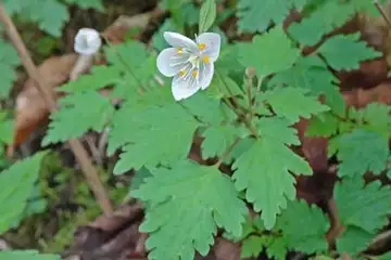 シロカネソウ・三国山から大洞山
