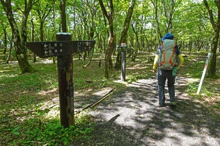 三国山から大洞山・コバイケイソウの群落