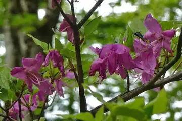 ミツバツツジ・三国山から大洞山