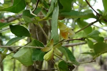 ツクバネウツギ・三国山から大洞山