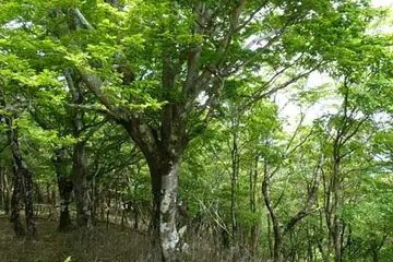 ブナ・三国山から大洞山