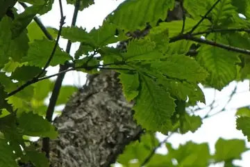 ミズナラ・三国山から大洞山