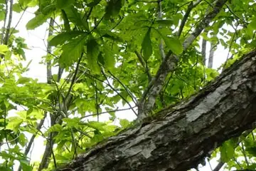ミズナラ・三国山から大洞山