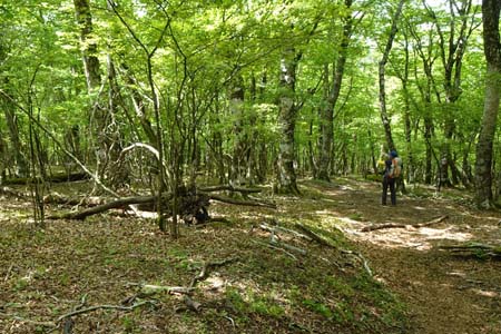 三国山から大洞山・緑の中を三国峠へ