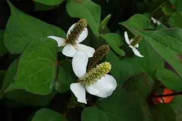 ドクダミ・阿久和川