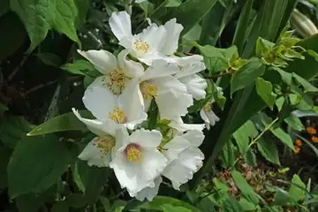 バイカウツギ・阿久和川