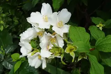 バイカウツギ・阿久和川