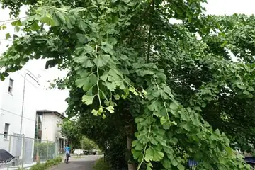イチョウ・阿久和川