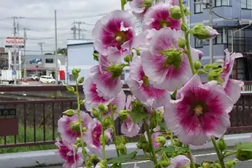 タチアオイ・柏尾川
