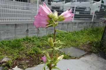 フウリンソウ・柏尾川