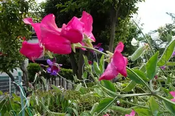エンドウ・柏尾川