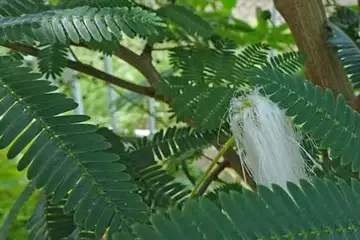 シロバナネムノキ・柏尾川