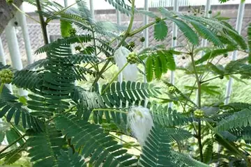 シロバナネムノキ・柏尾川