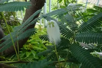 シロバナネムノキ・柏尾川