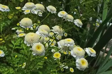 ナツシロギク・柏尾川