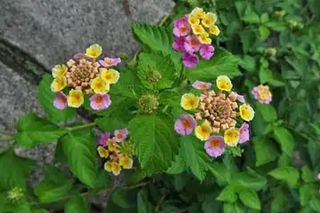 ランタナ・柏尾川