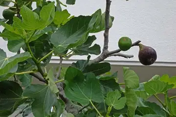 イチジク・柏尾川