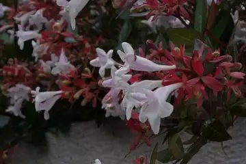 ハナツクバネウツギ・柏尾川