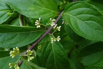 コムラサキ・阿久和川