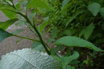 カラムシ・阿久和川