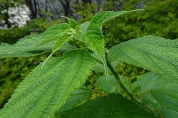 カラムシ・阿久和川