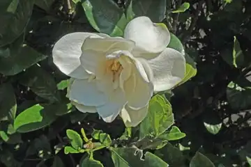 クチナシ・名瀬川