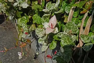 ハツユキカズラ・名瀬川