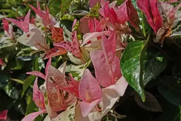 ハツユキカズラ・名瀬川