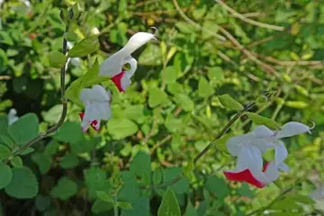 チェリーセージ・名瀬川