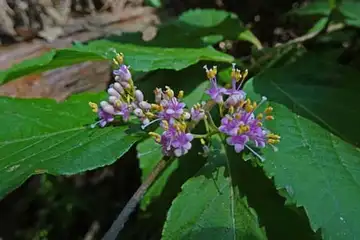 オオムラサキシキブ・名瀬川
