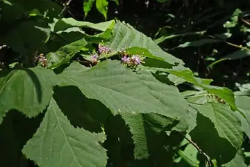 オオムラサキシキブ・名瀬川