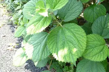 カラムシ・名瀬川