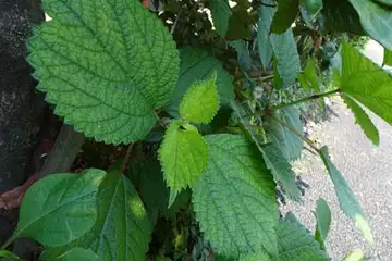 カラムシ・名瀬川