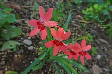 ヒメヒオウギ・名瀬川