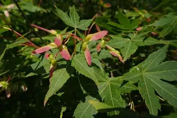 イロハモミジ・舞岡公園