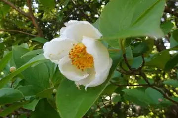 ナツツバキ・舞岡公園