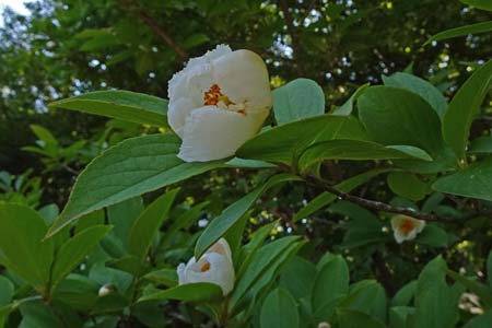 ナツツバキ・舞岡公園