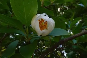 ナツツバキ・舞岡公園