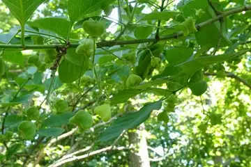 マユミ・舞岡公園